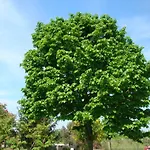 La Quercia Dei Tigli בית חווה