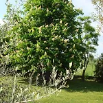 בית חווה La Quercia Dei Tigli פורלי