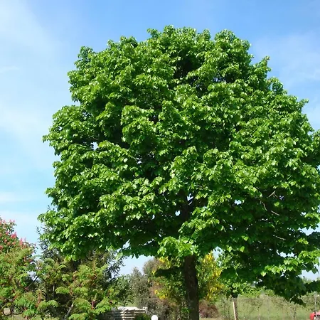 La Quercia Dei Tigli Feriegård