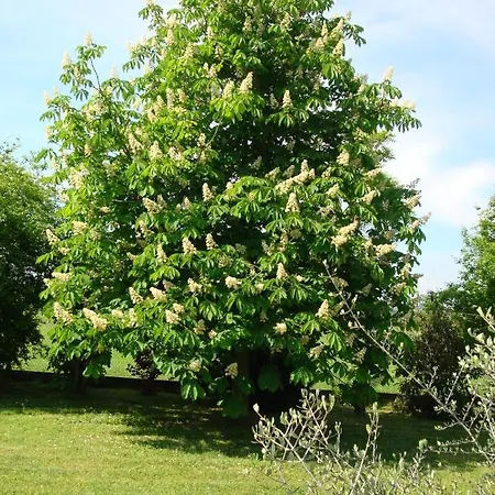 Feriegård La Quercia Dei Tigli *