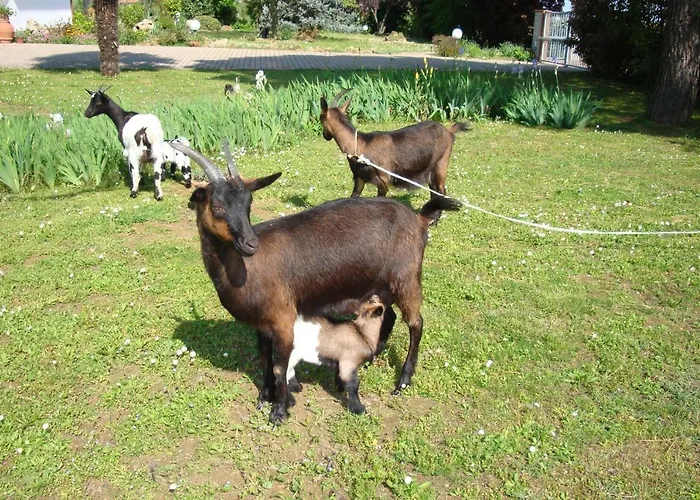 Farm stay La Quercia Dei Tigli Forli