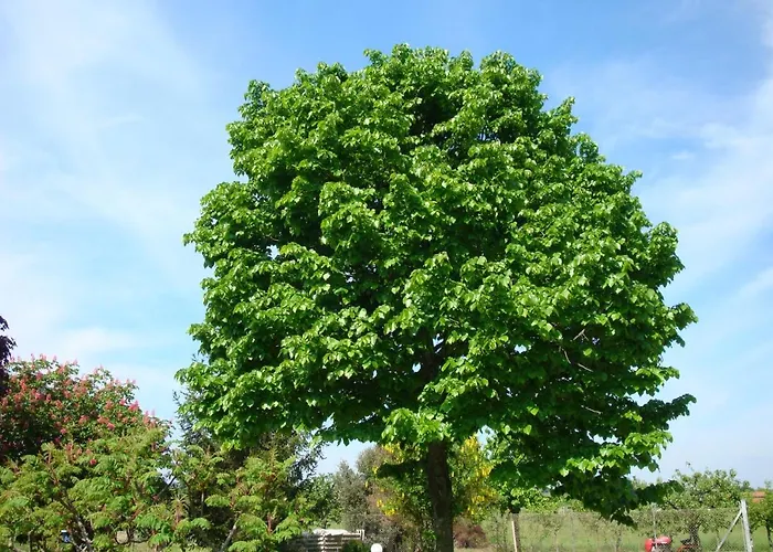 La Quercia Dei Tigli Alloggio per agriturismo