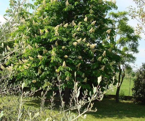 Farm stay La Quercia Dei Tigli Forli