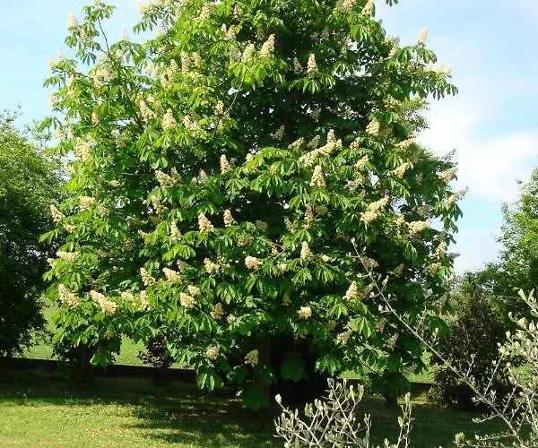 Alloggio per agriturismo La Quercia Dei Tigli *